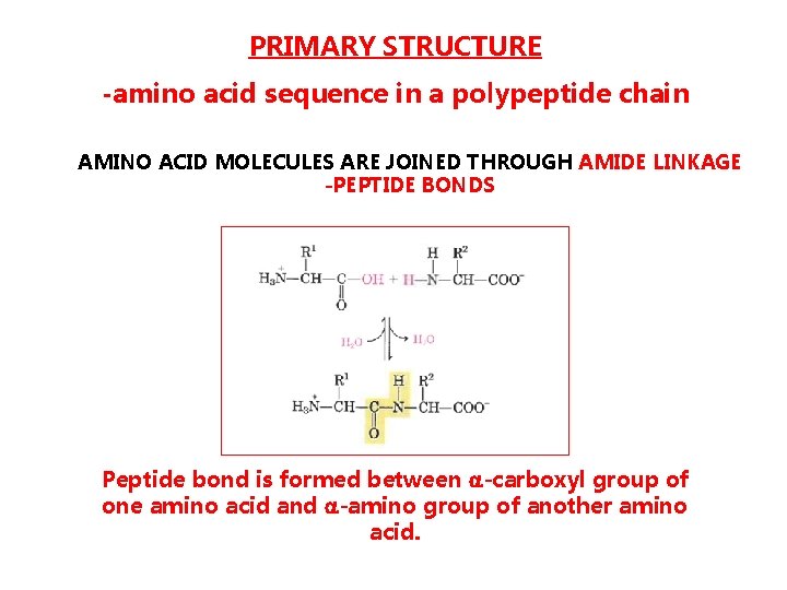 PRIMARY STRUCTURE -amino acid sequence in a polypeptide chain AMINO ACID MOLECULES ARE JOINED