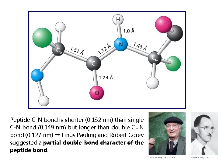 Peptide C-N bond is shorter (0. 132 nm) than single C-N bond (0. 149