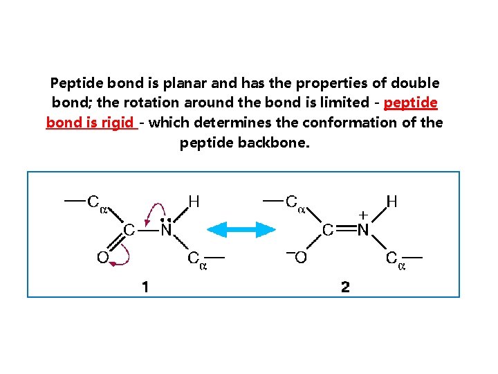 Peptide bond is planar and has the properties of double bond; the rotation around
