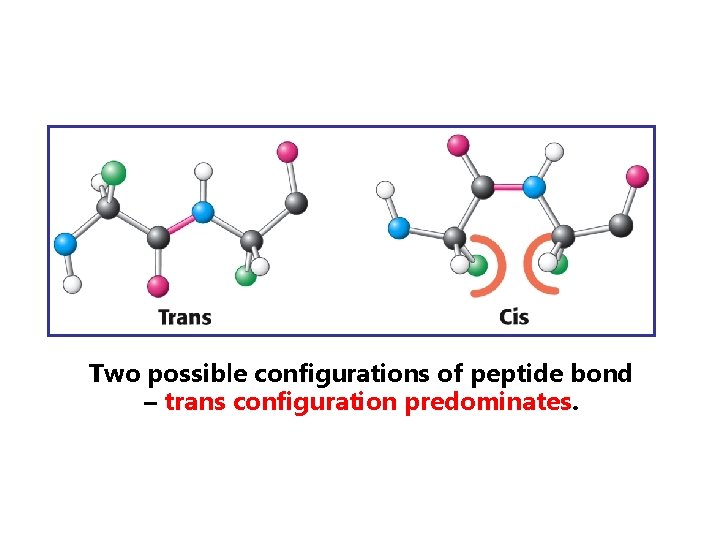 Two possible configurations of peptide bond – trans configuration predominates. 