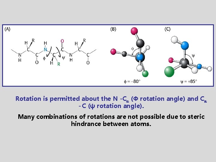 Rotation is permitted about the N -C (Φ rotation angle) and C - C