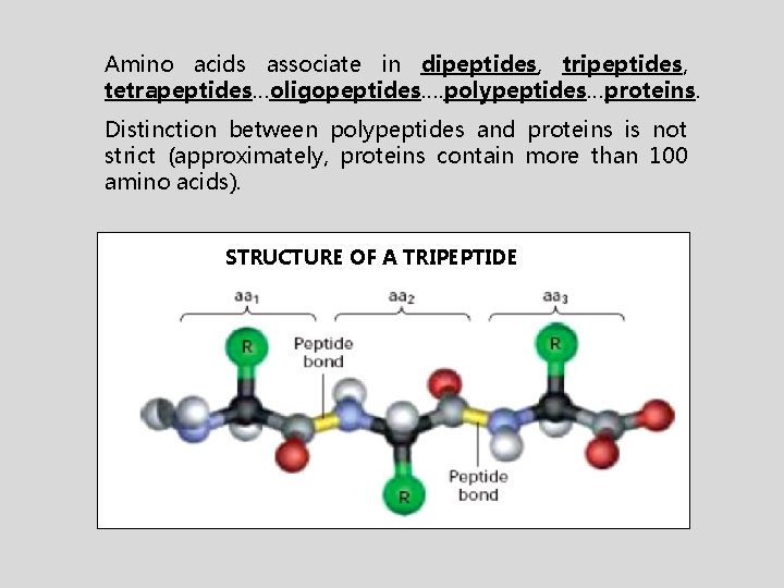 Amino acids associate in dipeptides, tripeptides, tetrapeptides…oligopeptides…. polypeptides…proteins. Distinction between polypeptides and proteins is