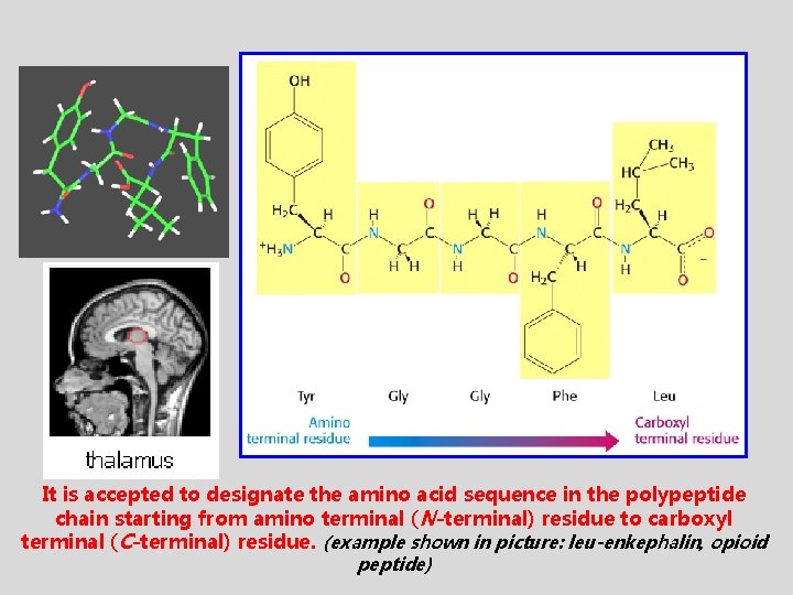It is accepted to designate the amino acid sequence in the polypeptide chain starting