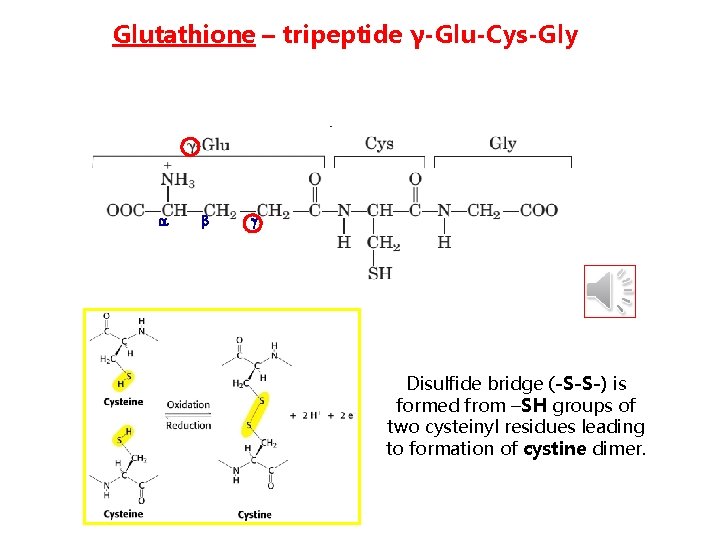 Glutathione – tripeptide γ-Glu-Cys-Gly Disulfide bridge (-S-S-) is formed from –SH groups of two