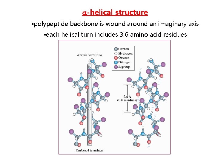  -helical structure §polypeptide backbone is wound around an imaginary axis §each helical turn