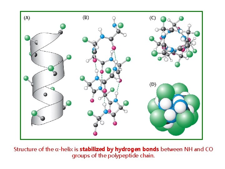 Structure of the α-helix is stabilized by hydrogen bonds between NH and CO groups