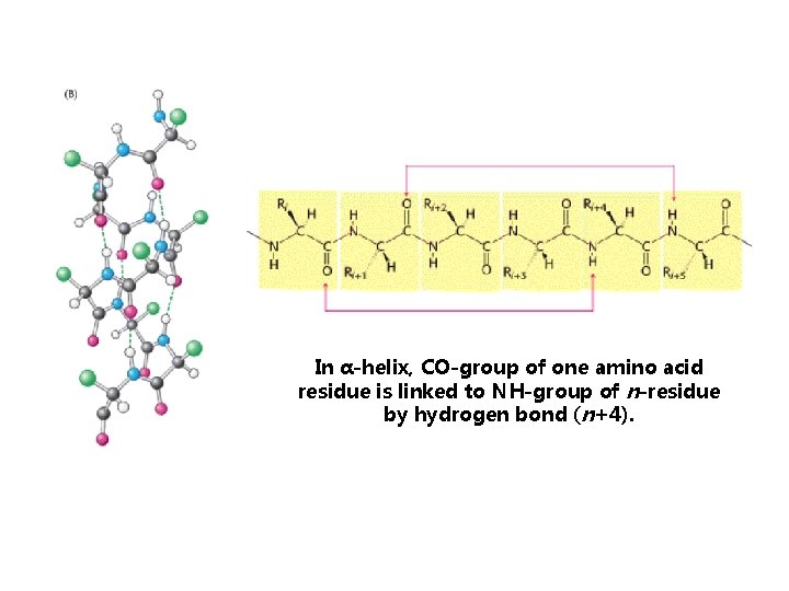 In α-helix, CO-group of one amino acid residue is linked to NH-group of n-residue