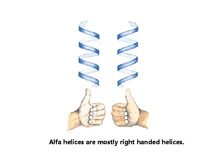Alfa helices are mostly right handed helices. 