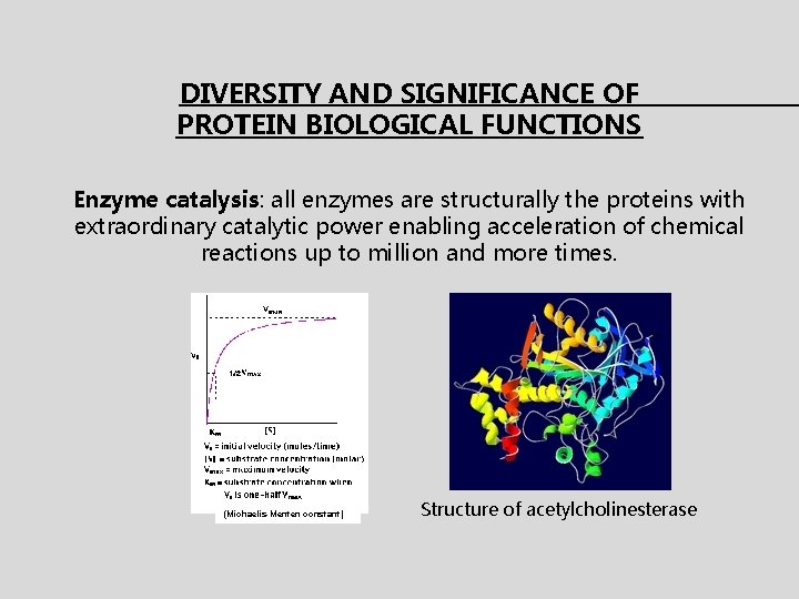DIVERSITY AND SIGNIFICANCE OF PROTEIN BIOLOGICAL FUNCTIONS Enzyme catalysis: all enzymes are structurally the