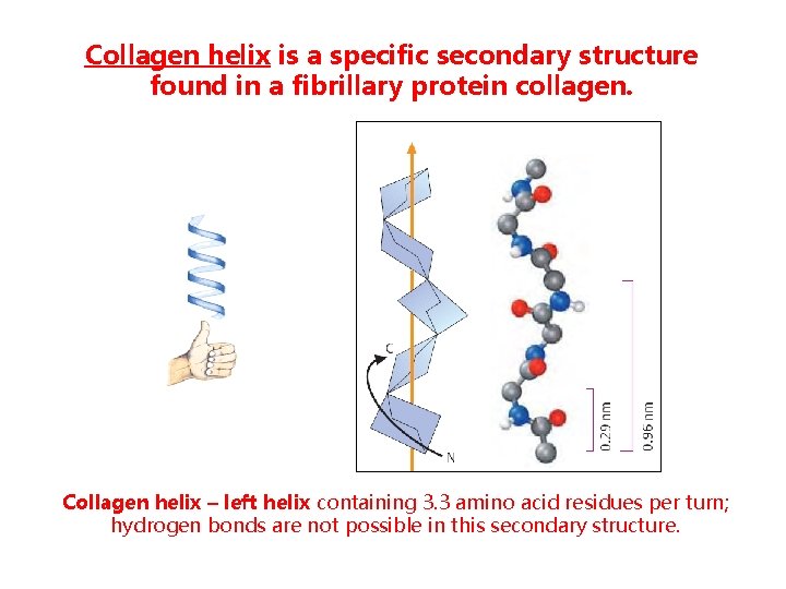 Collagen helix is a specific secondary structure found in a fibrillary protein collagen. Collagen