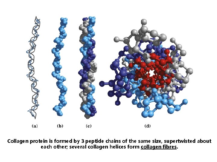 Collagen protein is formed by 3 peptide chains of the same size, supertwisted about