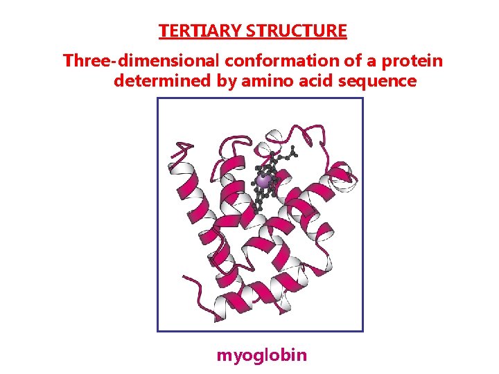 TERTIARY STRUCTURE Three-dimensional conformation of a protein determined by amino acid sequence myoglobin 