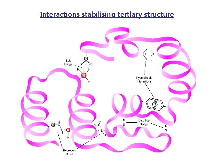 Interactions stabilising tertiary structure 