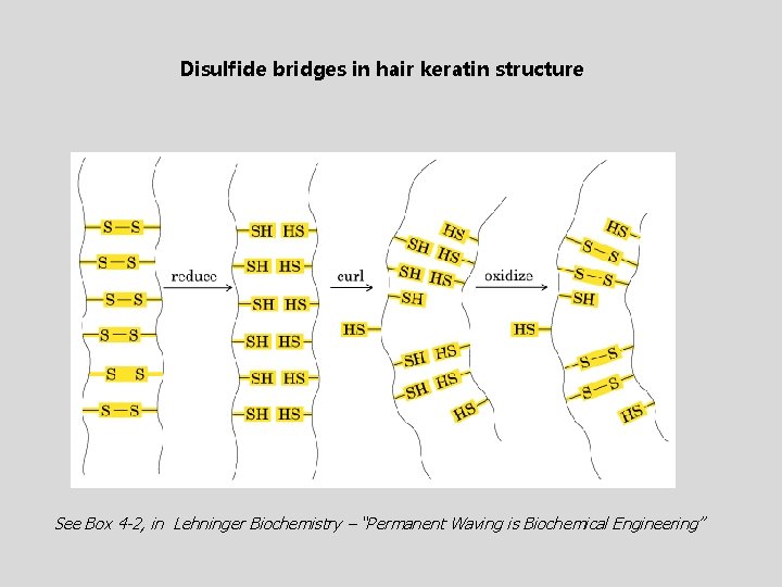Disulfide bridges in hair keratin structure See Box 4 -2, in Lehninger Biochemistry –