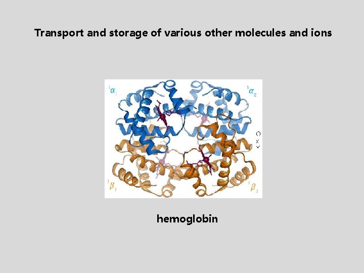 Transport and storage of various other molecules and ions hemoglobin 