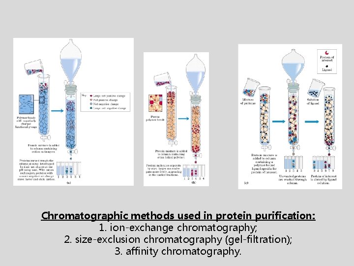 Chromatographic methods used in protein purification: 1. ion-exchange chromatography; 2. size-exclusion chromatography (gel-filtration); 3.