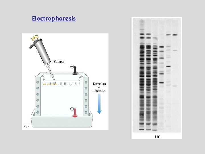 Electrophoresis 