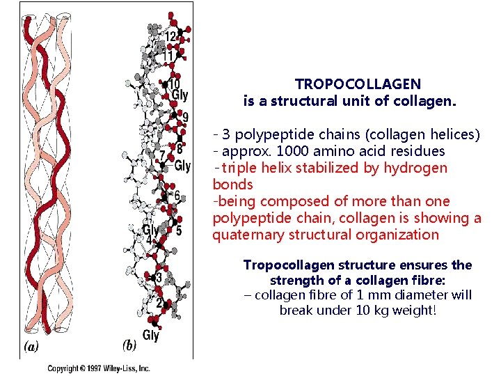 TROPOCOLLAGEN is a structural unit of collagen. - 3 polypeptide chains (collagen helices) -
