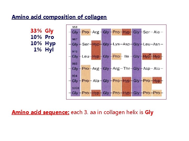 Amino acid composition of collagen 33% 10% 1% Gly Pro Hyp Hyl Amino acid