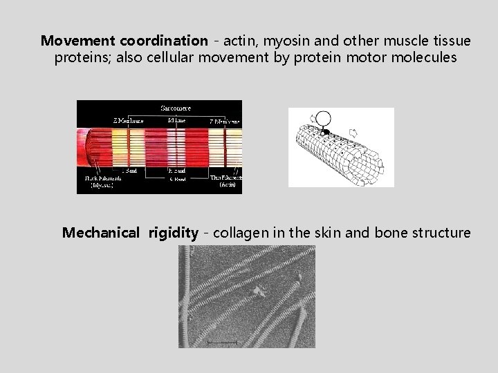 Movement coordination - actin, myosin and other muscle tissue proteins; also cellular movement by