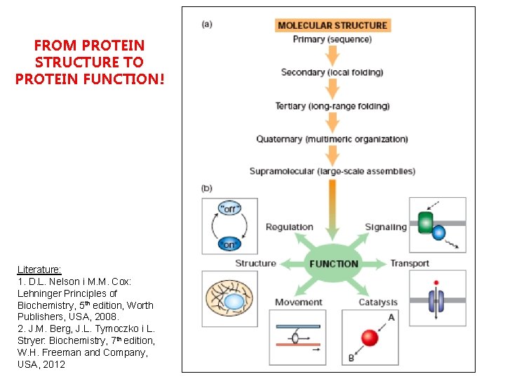 FROM PROTEIN STRUCTURE TO PROTEIN FUNCTION! Literature: 1. D. L. Nelson i M. M.