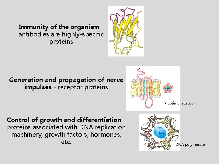 Immunity of the organism antibodies are highly-specific proteins Generation and propagation of nerve impulses