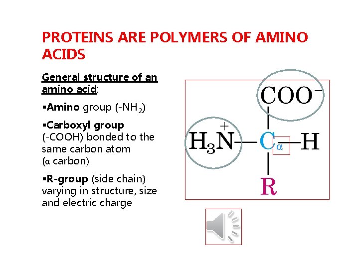 PROTEINS ARE POLYMERS OF AMINO ACIDS General structure of an amino acid: §Amino group