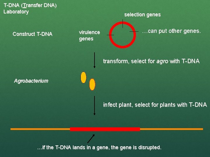 T-DNA (Transfer DNA) Laboratory Construct T-DNA selection genes virulence genes …can put other genes.