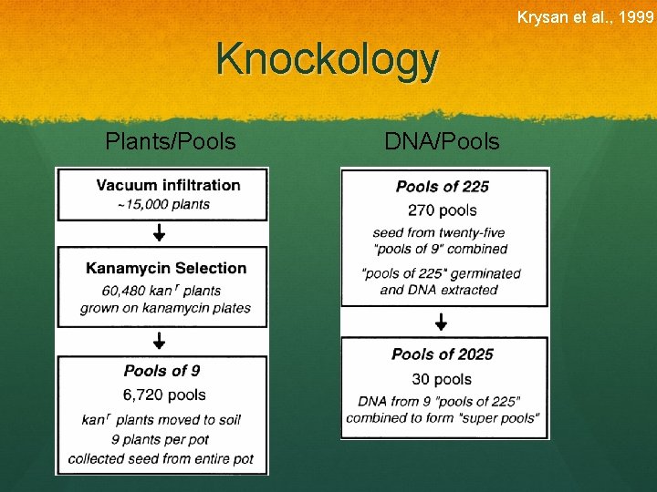 Krysan et al. , 1999 Knockology Plants/Pools DNA/Pools 