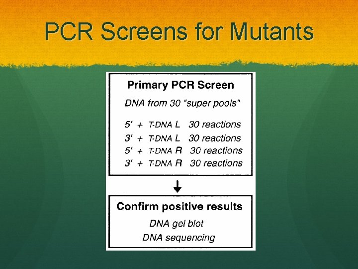 PCR Screens for Mutants 