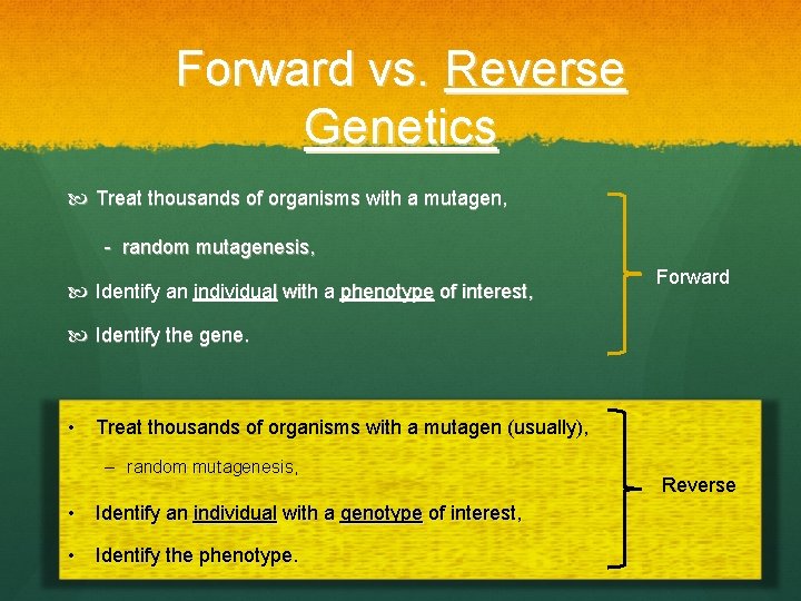Forward vs. Reverse Genetics Treat thousands of organisms with a mutagen, - random mutagenesis,