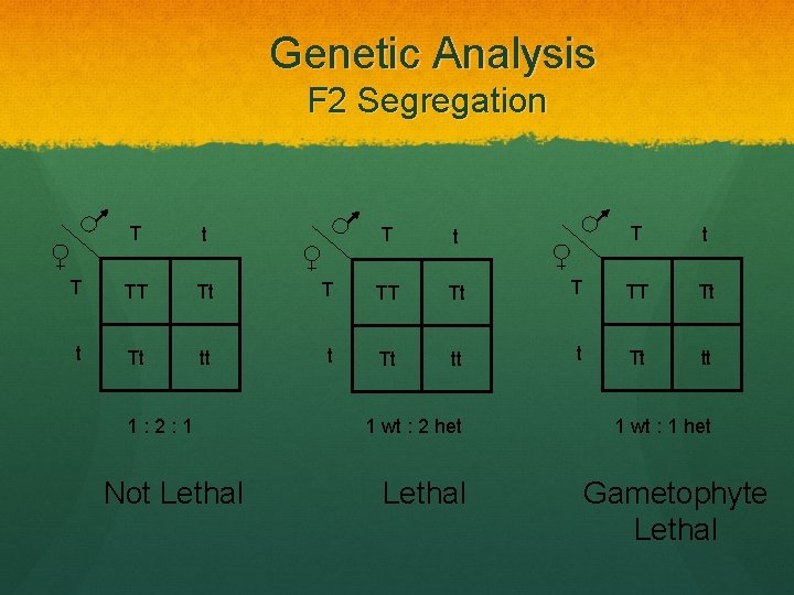  Genetic Analysis F 2 Segregation T t T TT Tt tt 1 :