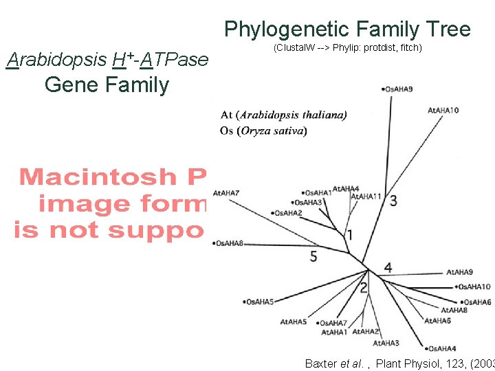 Phylogenetic Family Tree Arabidopsis H+-ATPase (Clustal. W --> Phylip: protdist, fitch) Gene Family Baxter