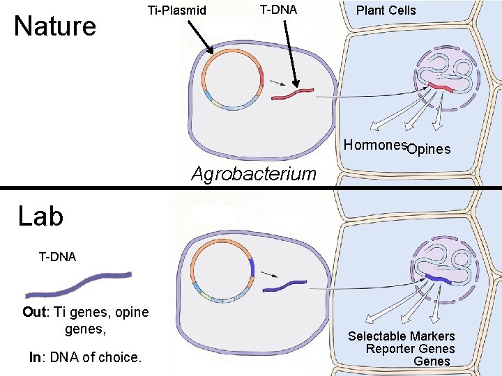 Nature Ti-Plasmid T-DNA Plant Cells Hormones. Opines Agrobacterium Lab T-DNA Out: Ti genes, opine