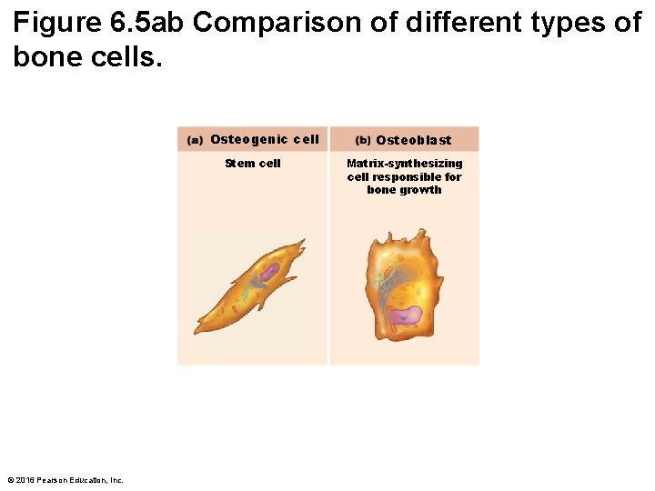 Figure 6. 5 ab Comparison of different types of bone cells. Osteogenic cell Stem