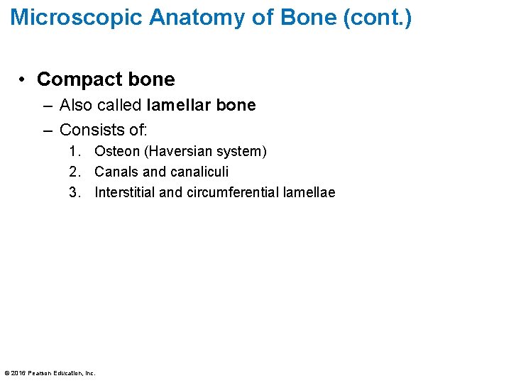 Microscopic Anatomy of Bone (cont. ) • Compact bone – Also called lamellar bone