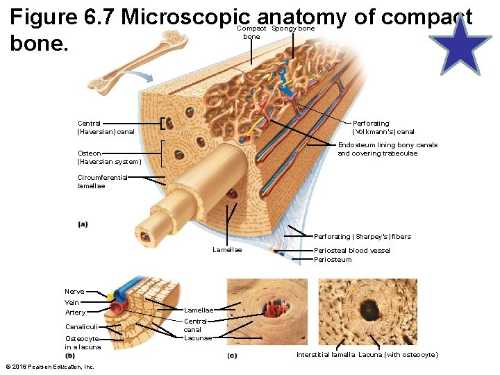 Figure 6. 7 Microscopic anatomy of compact bone. Compact Spongy bone Perforating (Volkmann’s) canal