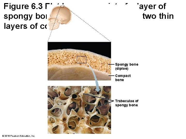 Figure 6. 3 Flat bones consist of a layer of spongy bone sandwiched between