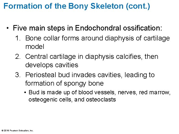 Formation of the Bony Skeleton (cont. ) • Five main steps in Endochondral ossification: