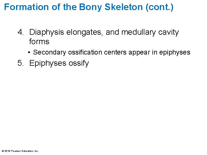 Formation of the Bony Skeleton (cont. ) 4. Diaphysis elongates, and medullary cavity forms