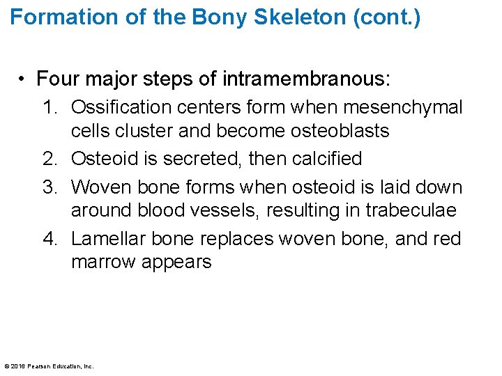 Formation of the Bony Skeleton (cont. ) • Four major steps of intramembranous: 1.