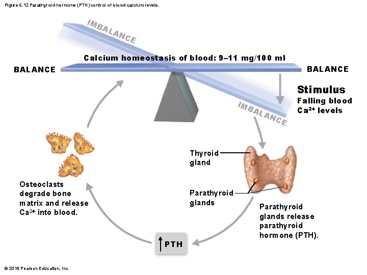 Figure 6. 12 Parathyroid hormone (PTH) control of blood calcium levels. IMB AL AN