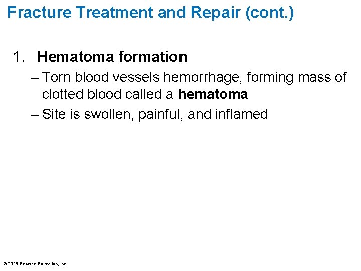 Fracture Treatment and Repair (cont. ) 1. Hematoma formation – Torn blood vessels hemorrhage,