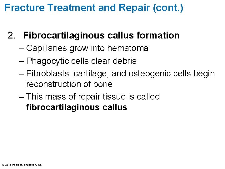 Fracture Treatment and Repair (cont. ) 2. Fibrocartilaginous callus formation – Capillaries grow into