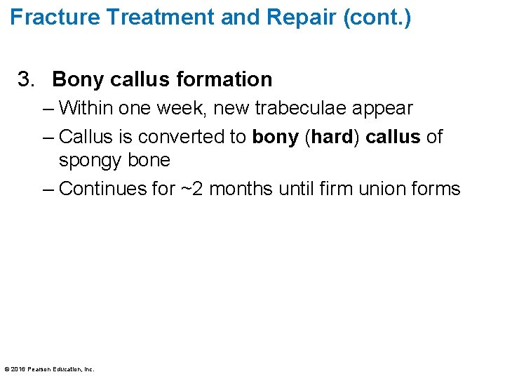 Fracture Treatment and Repair (cont. ) 3. Bony callus formation – Within one week,