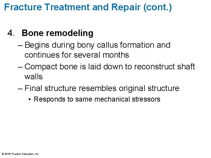 Fracture Treatment and Repair (cont. ) 4. Bone remodeling – Begins during bony callus