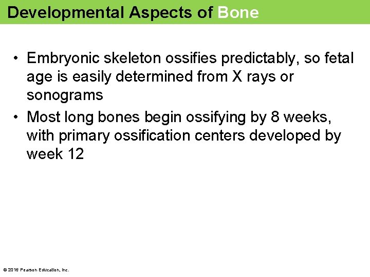 Developmental Aspects of Bone • Embryonic skeleton ossifies predictably, so fetal age is easily