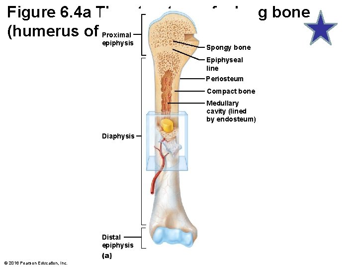 Figure 6. 4 a The structure of a long bone (humerus of Proximal arm).