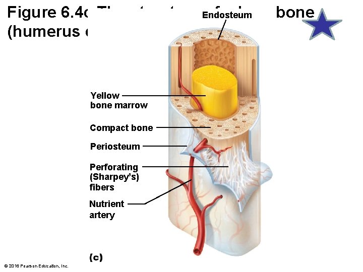 Figure 6. 4 c The structure Endosteum of a long bone (humerus of arm).