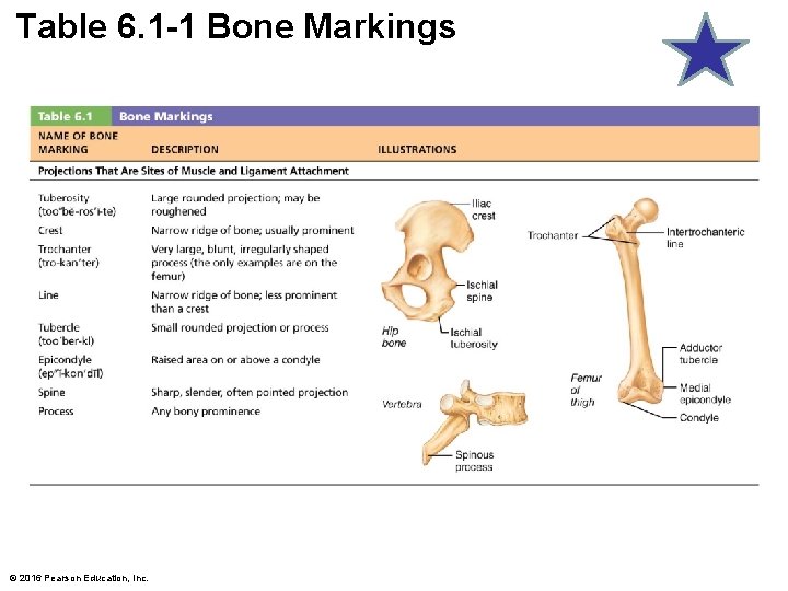 Table 6. 1 -1 Bone Markings © 2016 Pearson Education, Inc. 